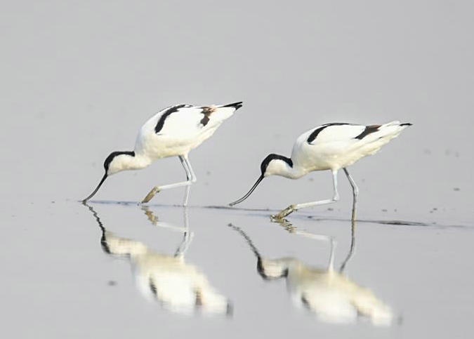 內(nèi)蒙古:濕地迎來(lái)大批候鳥