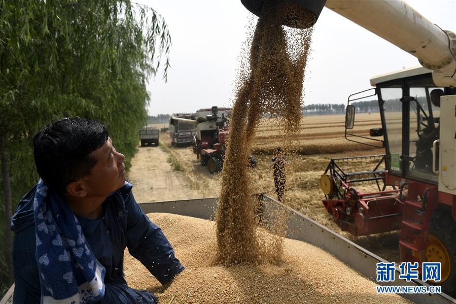 (社會)(4)“糧王”開鐮收麥