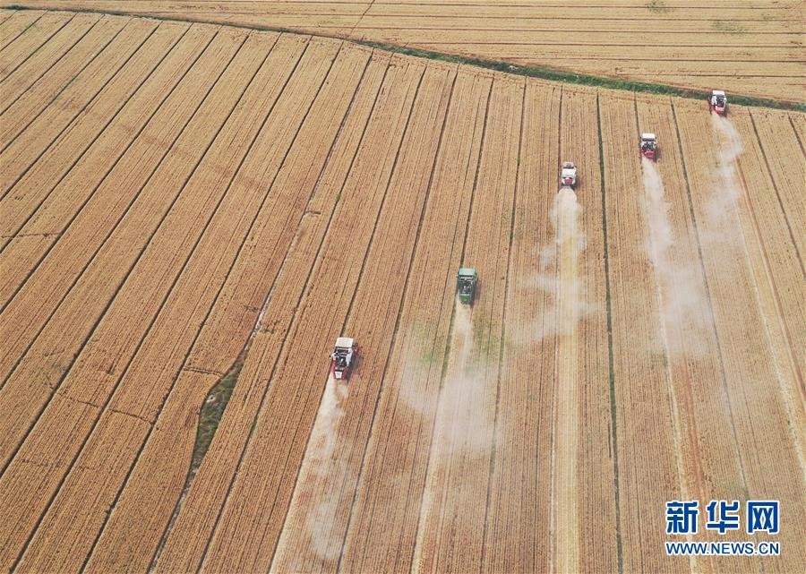 (社會)(5)“糧王”開鐮收麥