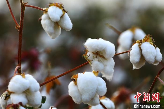 朵朵棉花吐絮盛開?！⑵G敏 攝