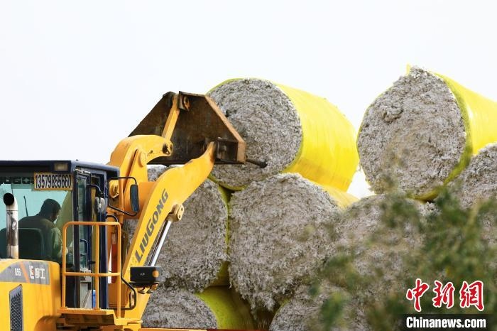 叉車將采棉機吐出的“金蛋蛋”裝車?！「唠p強 攝