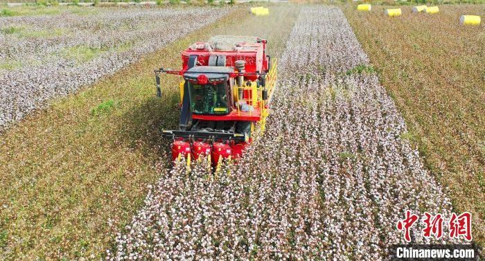 采棉機正在采收棉花，猶如在五線譜上跳動的音符，正在演奏豐收的樂章。　宋建澤 攝
