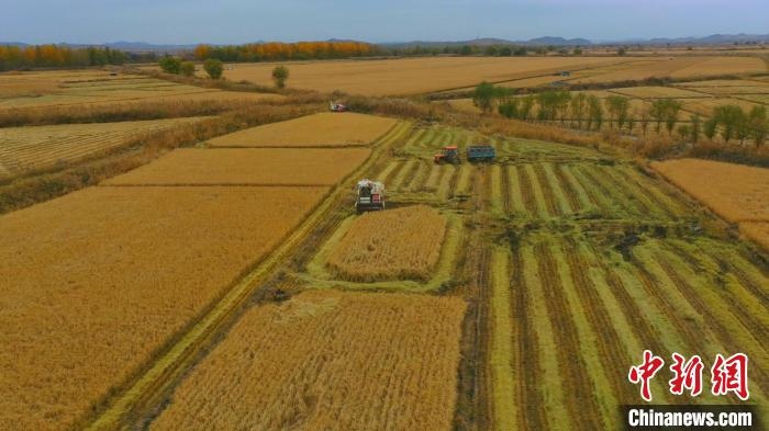 圖為科右中旗杜爾基鎮(zhèn)雙金嘎查的萬畝水稻田進(jìn)入集中收割期?！≮w殿威 攝