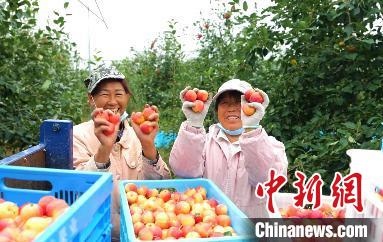 圖為興安盟沙果迎豐收。　科右前旗委宣傳部供圖