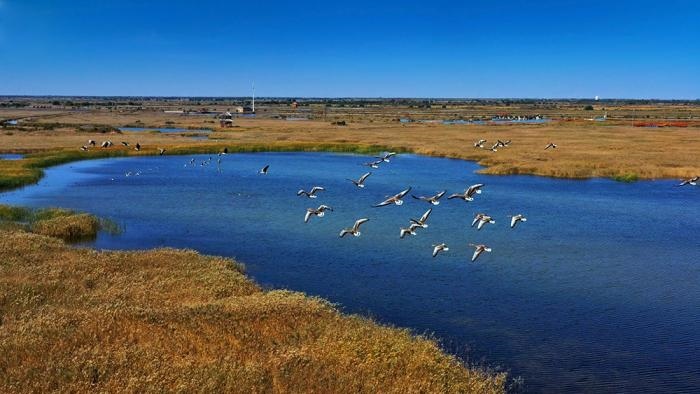△黃河三角洲擁有天然蘆葦270平方公里，是東北亞內(nèi)陸和環(huán)西太平洋鳥類遷徙重要的“中轉(zhuǎn)站”、越冬地和繁殖地。(總臺央視記者李煒、程鋮拍攝)