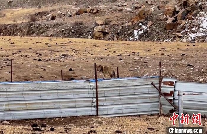 圖為闖入村民家中的野狼?！∨d海縣公安局溫泉派出所供圖