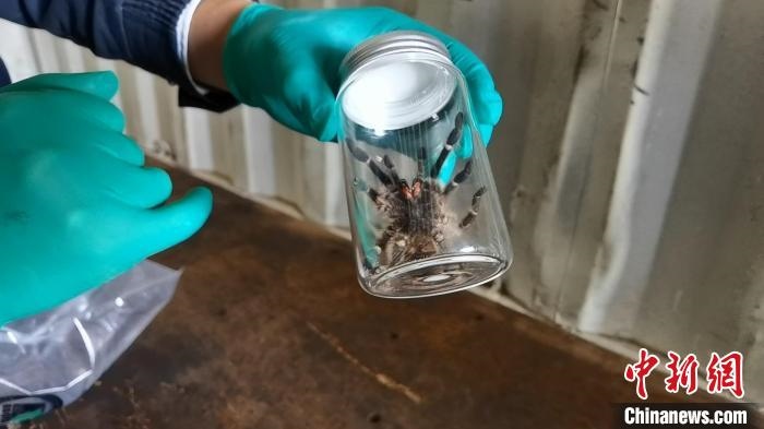 張家港海關工作人員截獲捕鳥蛛。　王健超 攝