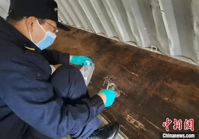 張家港海關工作人員截獲捕鳥蛛?！⊥踅〕?攝