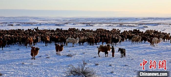 進(jìn)入冬季，駱駝在戈壁灘上散養(yǎng)?！」o琨 攝