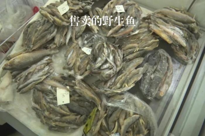 2021年12月6日，督察組現(xiàn)場隨機(jī)抽查發(fā)現(xiàn)，保護(hù)區(qū)附近餐館仍然存在非法經(jīng)營野生河魚的問題