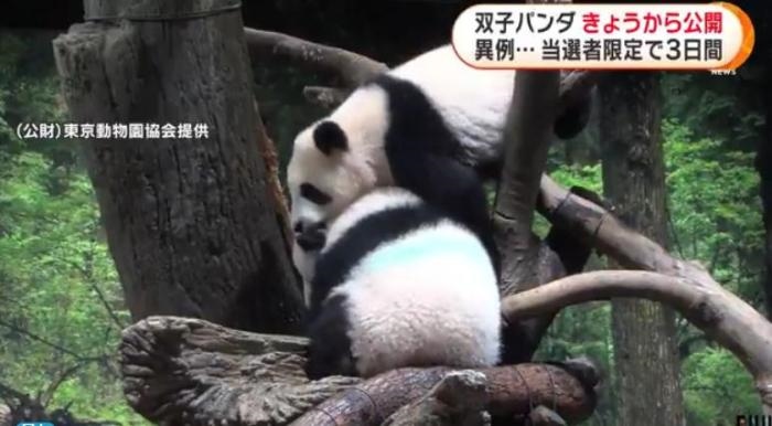 12日，日本東京上野動物園的旅日雙胞胎熊貓開始同游客見面。(圖片來源：日本富士電視臺視頻截圖)