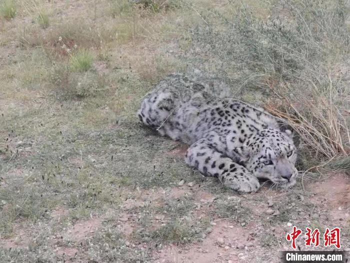 圖為在四子王旗發(fā)現(xiàn)的雪豹(資料圖)。　四子王旗警方供圖
