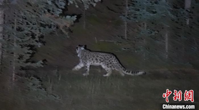 圖為被放歸自然的雪豹(資料圖)?！?nèi)蒙古林草局供圖。