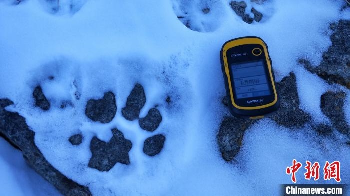 圖為疑似放歸雪豹的足跡(資料圖)?！?nèi)蒙古賀蘭山國家級自然保護(hù)區(qū)供圖