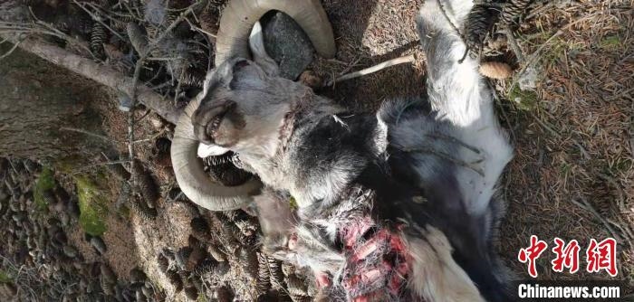 圖為疑似雪豹捕食巖羊的殘骸(資料圖)?！?nèi)蒙古賀蘭山國家級自然保護(hù)區(qū)供圖