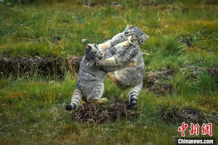 圖為作品《難分伯仲》?！〗股?攝