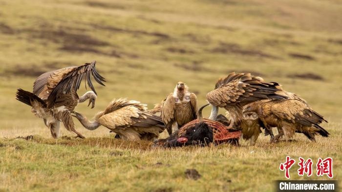 圖為作品《聚會》?！℃夭疾夭爬?攝