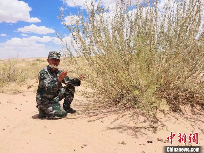 圖為謝寶民查看梭梭長(zhǎng)勢(shì)。　受訪者供圖