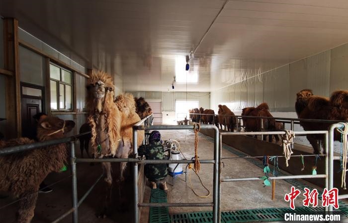 圖為共人正在給駱駝擠奶。　王長梅 攝