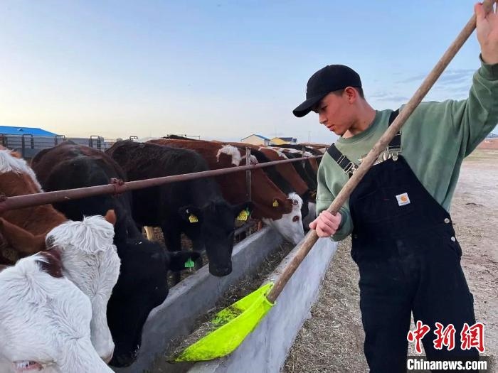 圖為敖木希勒在喂牛?！“侥鞠＠展﹫D