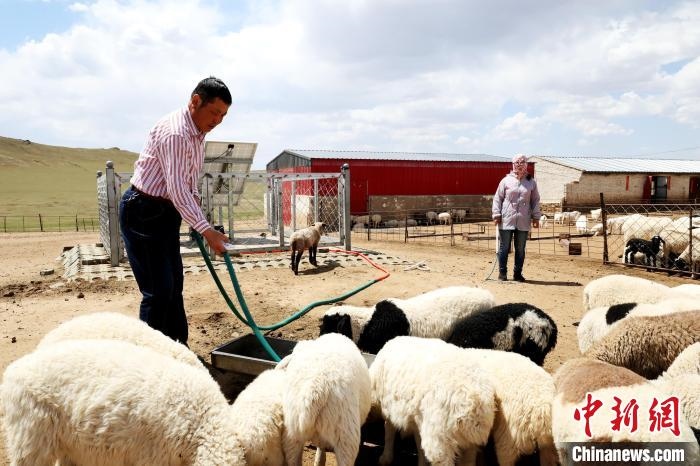 圖為圖門達來在喂羊?！埵鹧?攝