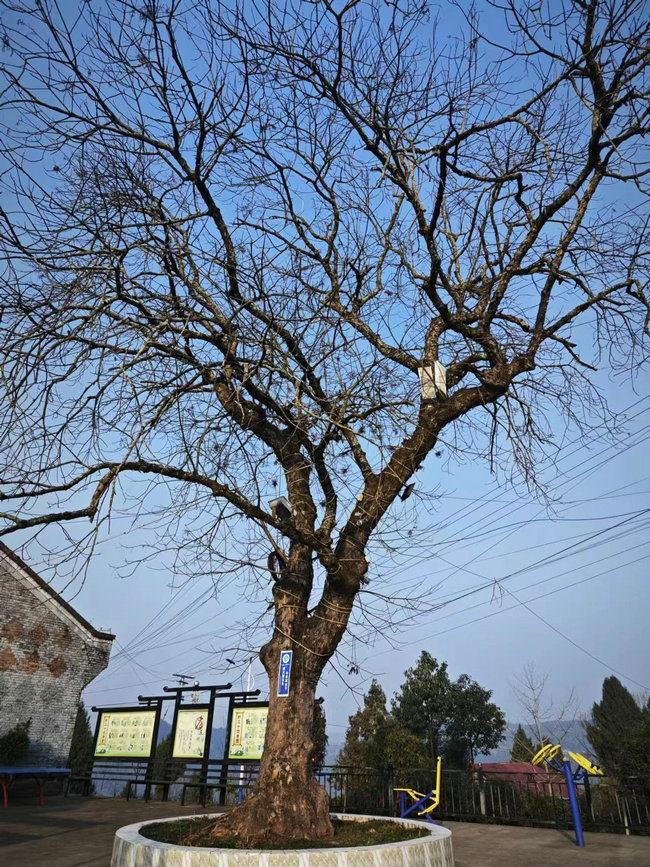 老家附近的地標古樹.jpg