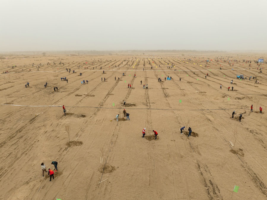 在高力板鎮(zhèn)花道卜和沙木嘎嘎查治理區(qū)，廣大干部群眾手植新綠，播種希望 （攝影：包寶音德力格爾）.JPG