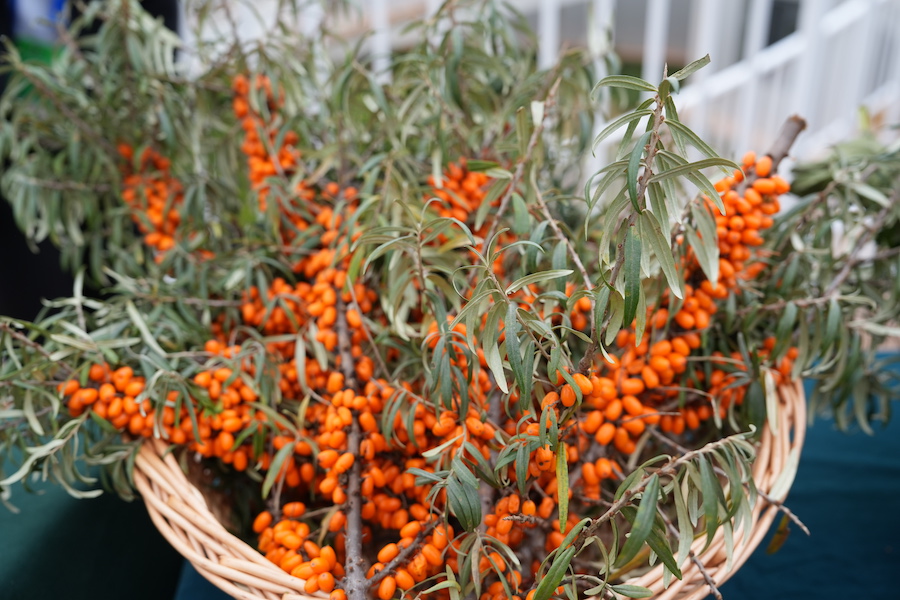 1758098869529161.jpg DSC07313.JPG