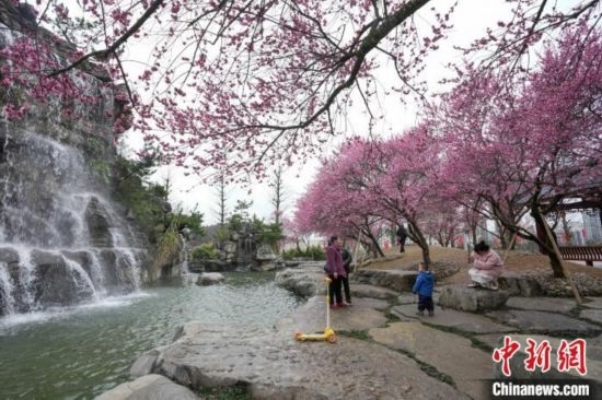 2月23日，市民在乾藝梅園景區(qū)觀賞綻放的梅花。陳興輝 攝