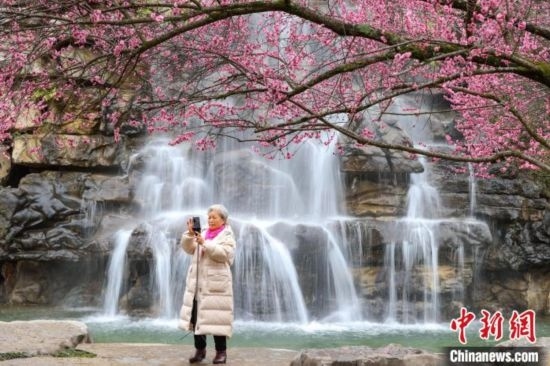 2月23日，市民在乾藝梅園景區(qū)拍攝綻放的梅花。瞿宏倫 攝