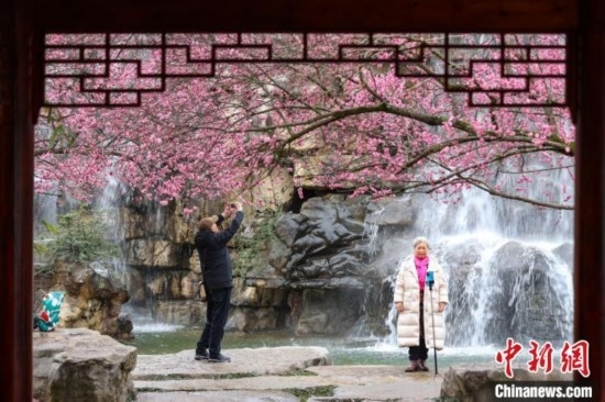 2月23日，市民在乾藝梅園景區(qū)觀賞拍攝綻放的梅花。瞿宏倫 攝