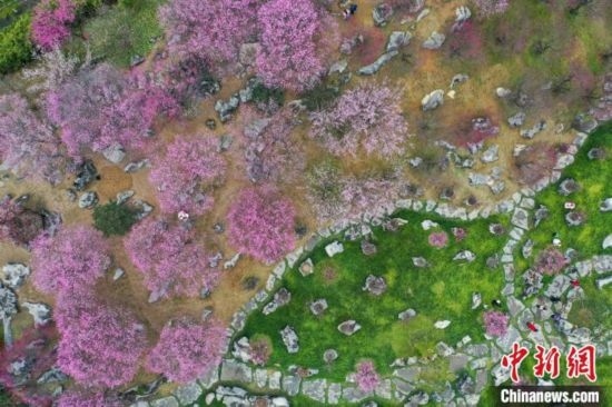 2月23日，航拍乾藝梅園景區(qū)綻放的梅花。瞿宏倫 攝