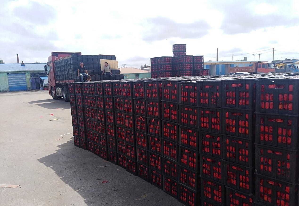 　　外銷的蔬菜在市場(chǎng)等待拉運(yùn)。受訪者供圖