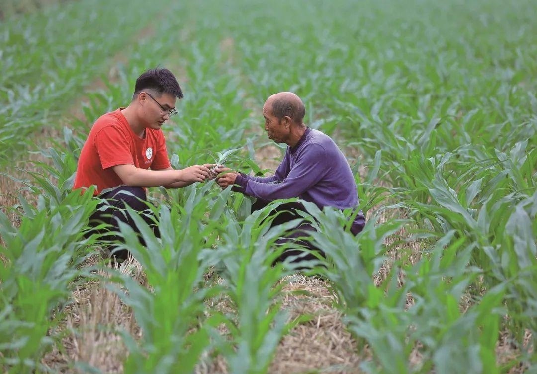△科技小院的學(xué)生在給村民講解玉米種植知識。