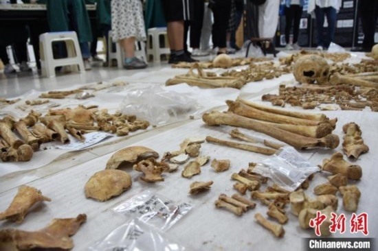 圖為已清理完畢的骨骼標(biāo)本。王宇 攝