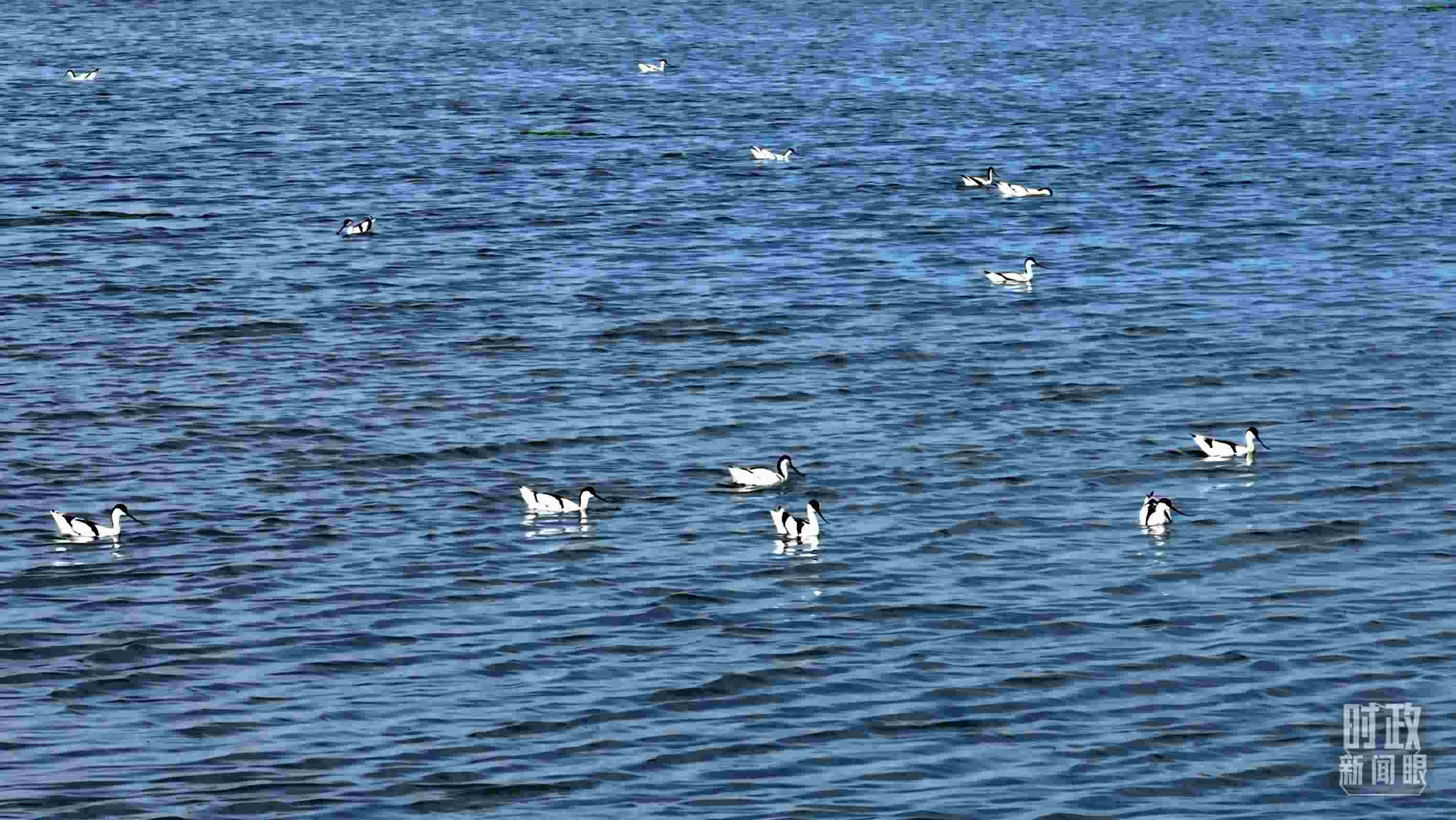 △鹽湖棲息的鳥類。（總臺(tái)記者裴大偉、康曉宇拍攝）
