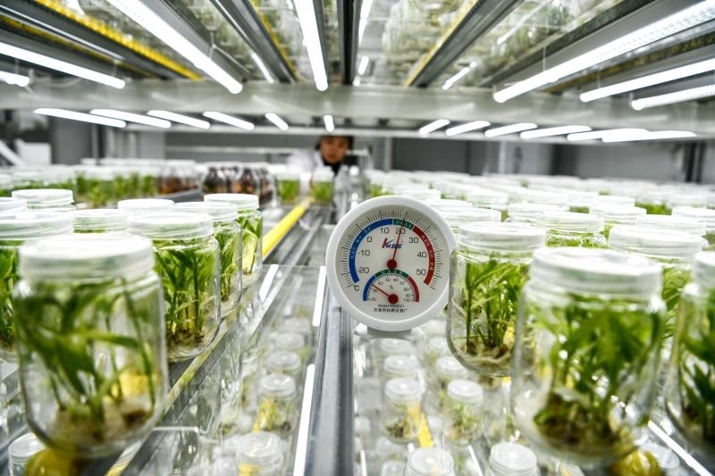 工作人員在貴陽(yáng)市開(kāi)陽(yáng)縣南江蔬菜良種繁育中心的組培中心查看姜苗生長(zhǎng)情況（2023年5月23日攝）。新華社記者 楊文斌 攝