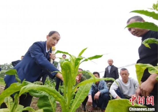 “鄉(xiāng)村學(xué)堂”田間現(xiàn)場教學(xué)。(資料圖) 唐濤華 攝