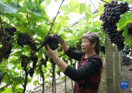 5月26日，唐山市海港經(jīng)濟(jì)開(kāi)發(fā)區(qū)王灘鎮(zhèn)趙灘村農(nóng)民在大棚內(nèi)采摘葡萄。