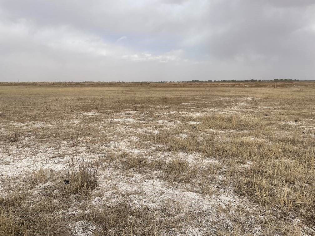 撂荒后的部分地塊已現(xiàn)鹽堿。 人民網(wǎng)記者 楊喬攝