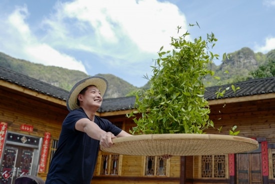 2023年4月19日，重慶市南川區(qū)德隆鎮(zhèn)茶樹(shù)村一個(gè)居民點(diǎn)，制茶工藝傳承人在幫助村民翻曬新鮮茶葉。