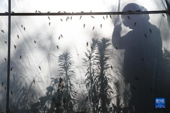 6月21日，山東省樂陵市西段鄉(xiāng)岔河村東亞飛蝗養(yǎng)殖基地的養(yǎng)殖戶在大棚內(nèi)忙碌。新華社記者 范長(zhǎng)國(guó) 攝