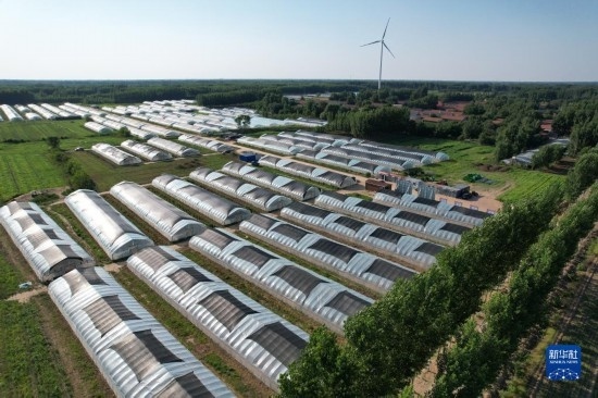 這是6月21日在山東省樂陵市西段鄉(xiāng)岔河村拍攝的東亞飛蝗養(yǎng)殖基地（無(wú)人機(jī)照片）。新華社記者 范長(zhǎng)國(guó) 攝