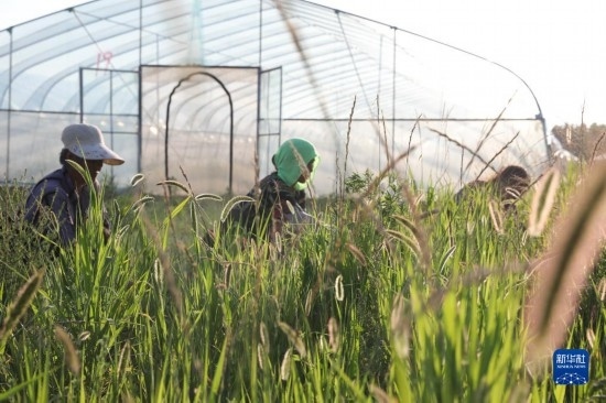 6月21日，山東省樂陵市西段鄉(xiāng)岔河村東亞飛蝗養(yǎng)殖基地的螞蚱養(yǎng)殖戶在割草。新華社記者 范長(zhǎng)國(guó) 攝