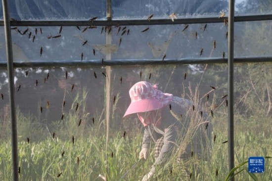 6月21日，山東省樂陵市西段鄉(xiāng)岔河村東亞飛蝗養(yǎng)殖基地的螞蚱養(yǎng)殖戶在割草。新華社記者 范長(zhǎng)國(guó) 攝