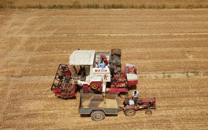 2023年6月14日，在山東省臨邑縣林子鎮(zhèn)，聯(lián)合收割機在收獲小麥。