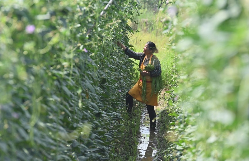 2023年6月15日，在廣西柳州市鹿寨縣中渡鎮(zhèn)石墨村，村民在高標準農(nóng)田里采收豆角。