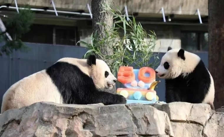 2022年，美國國家動物園舉辦活動慶祝大熊貓抵美50周年，園方為大熊貓“美香”“添添”和“小奇跡”一家三口準(zhǔn)備了有“50”字樣的冰凍水果蛋糕。（圖片來源：雅安市廣播電視臺）