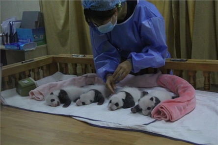 成都大熊貓繁育研究基地成立于1987年，先后攻克了大熊貓人工飼養(yǎng)與管理、繁殖與育幼、疾病防控與種群遺傳管理等關(guān)鍵技術(shù)難題，建成全球最大的大熊貓人工繁育遷地保護(hù)種群，數(shù)量達(dá)230余只。（圖片來源：成都大熊貓繁育研究基地網(wǎng)站）