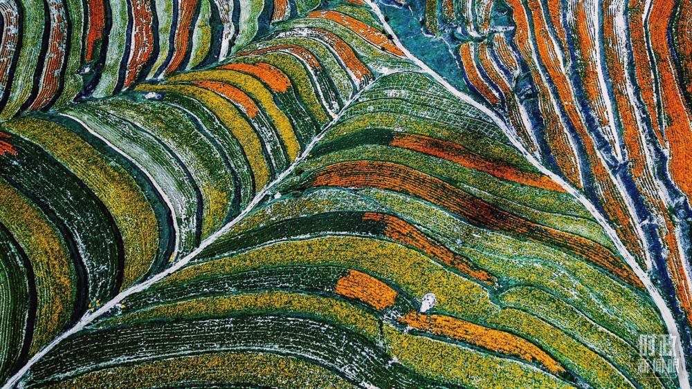 寧夏彭陽縣。萬壽菊與格桑花盛開在錯落的山間梯田上。（總臺國廣記者李晉拍攝）